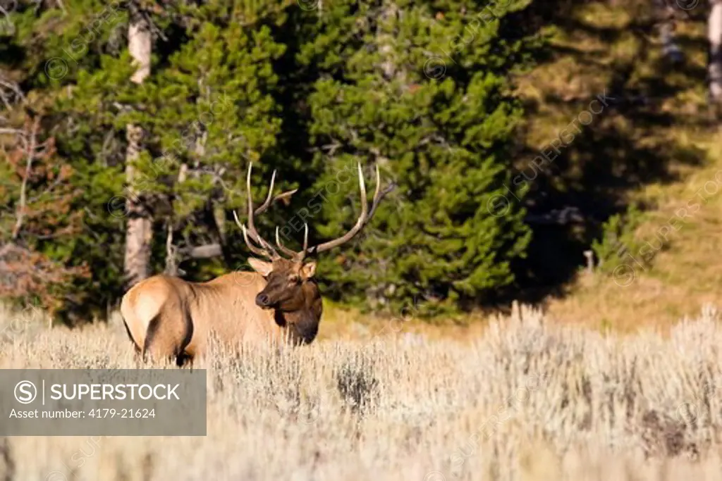 Elk (Cervus elaphus), alert bull during fall rut, Grand Teton National Park,  Wyoming