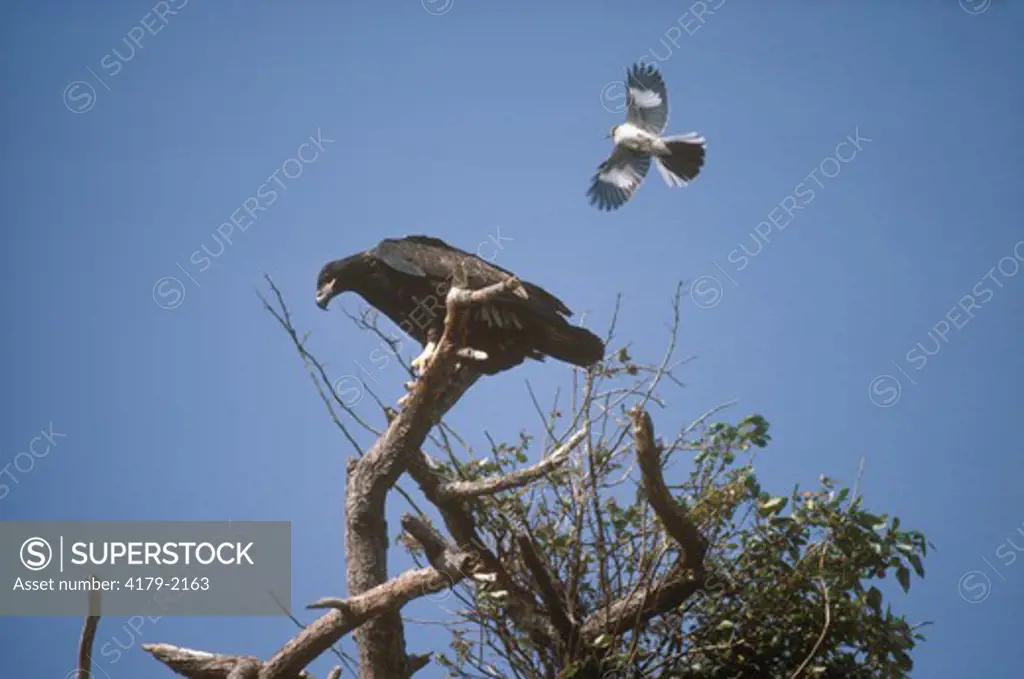 Immature Southern Bald Eagle Harassed by Mockingbird (Haliaeetus leucocephalus) Marco Is., FL