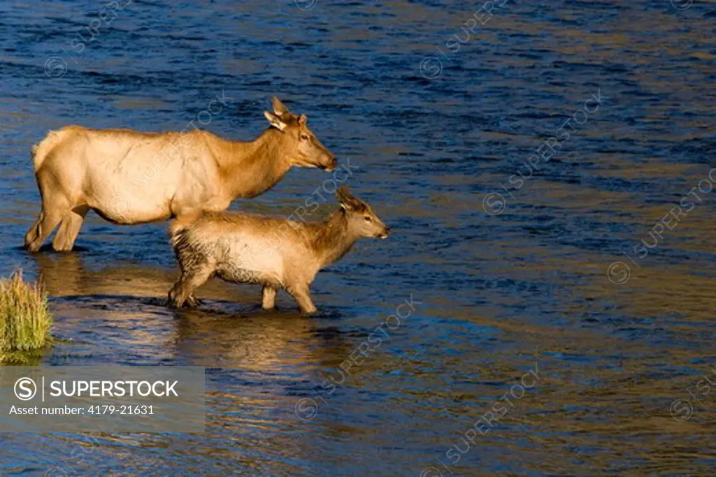 Elk (Cervus elaphus), cow with velvet antlers in river with calf, Madison River, Yellowstone National Park, Wyoming