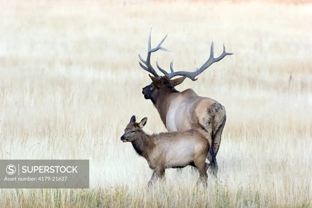 Elk (Cervus elaphus), bull with calf during fall rut in open meadow, Yellowstone National Park, Wyoming