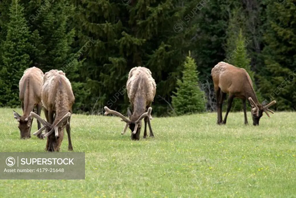 Rocky Mountain Elk. bulls, Cervus elaphus, Kawuneeche Valley, Rocky Mountain N.P., Colorado, June 2006