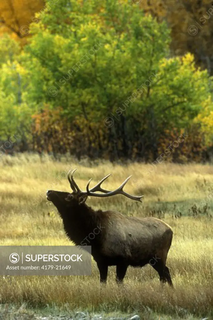 Rocky Mnt. Elk (Cervus elaphus) bull with fall color. Rocky Mountain NP, CO, Colorado
