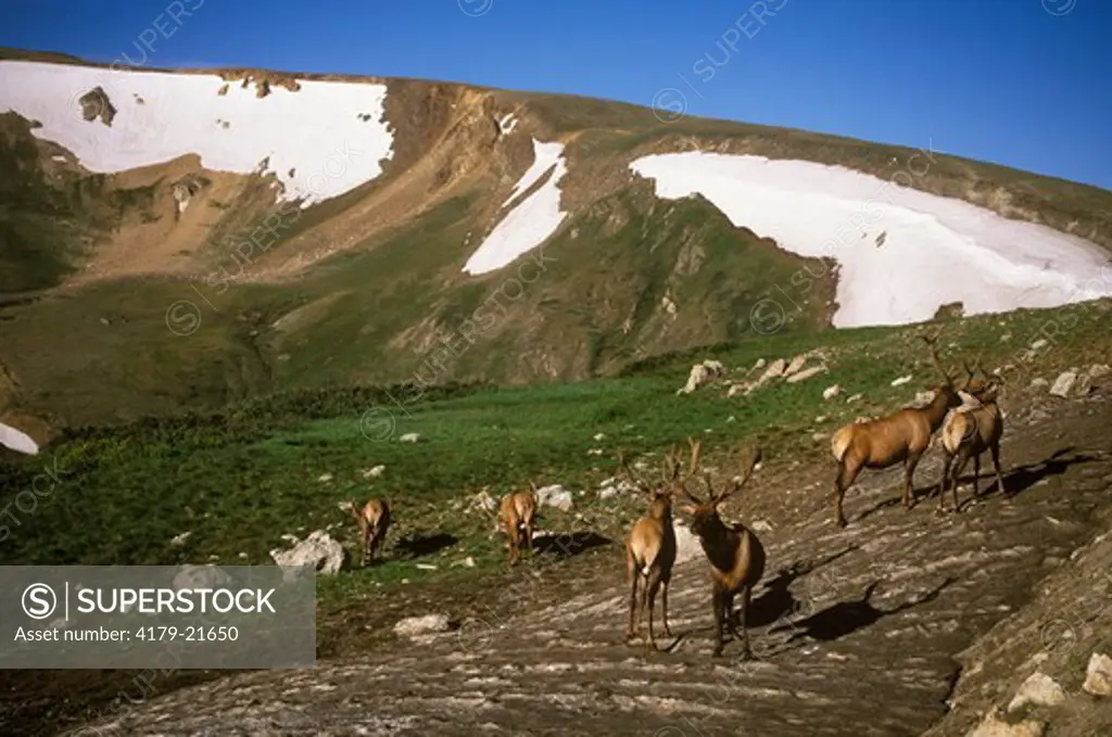 Herd of Bull Elk on Summer Snowfield, Rocky Mt. Natl Park - CO