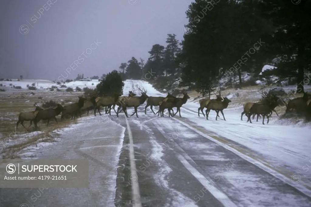 Elk herd Crossing a Snowy Road (Cervus elaphus) Rocky Mt. Natl Park - CO