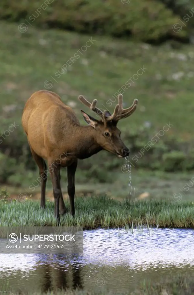 Elk in Velvet (Cervus elaphus) Rocky Mtn. NP, CO