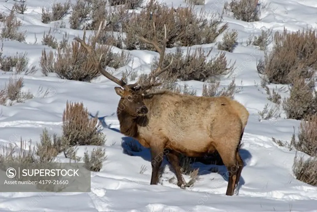 Rocky Mountain Elk (cervus elaphus) in Yellowstone National Park