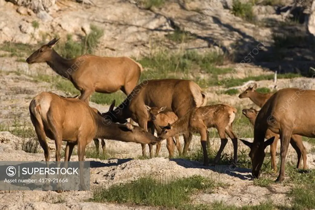 Rocky Mountain Elk (Cervus elaphus) with calf  in Yellowstone National Park