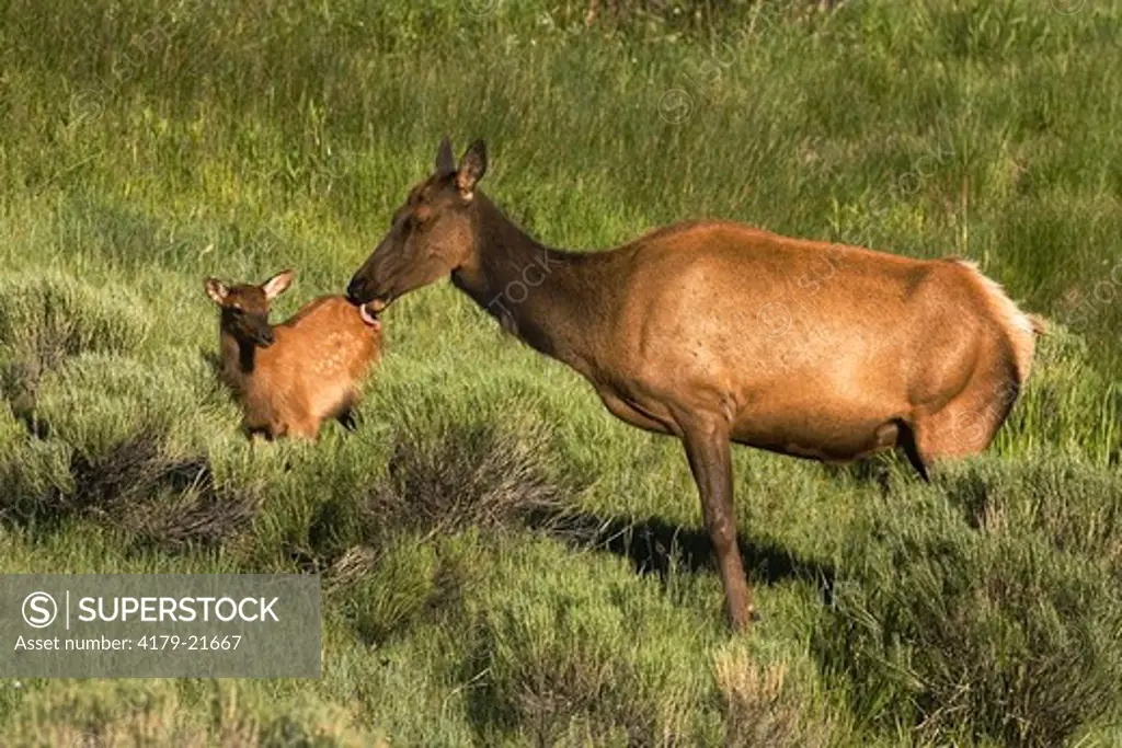 Rocky Mountain with calf Elk (Cervus elaphus) in Yellowstone National Park