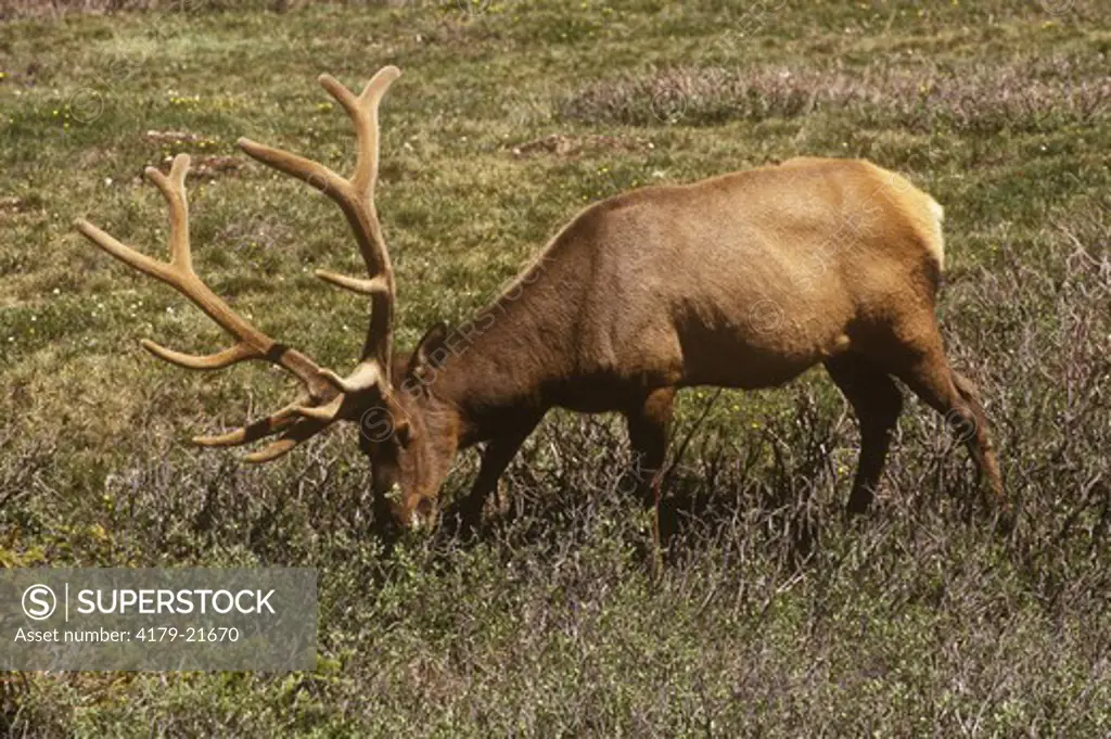 Bull Elk browsing (Cervus canadensis) antlers in velvet - Rocky Mt NP - CO, Colorado