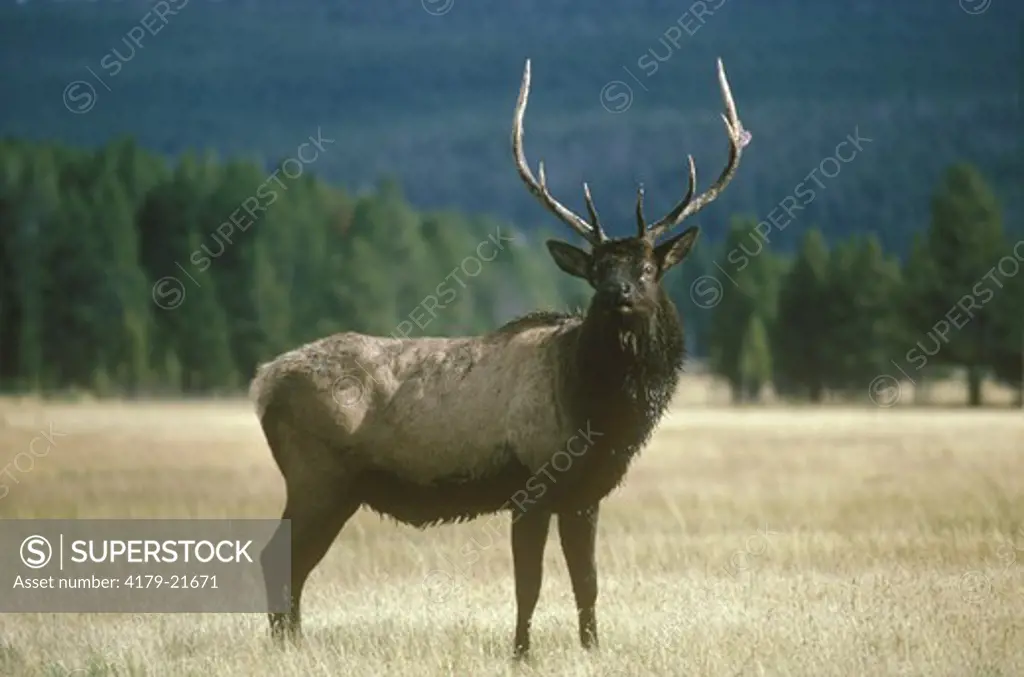 American Elk or Wapiti in Rut (Cervus elaphus) Yellowstone NP,  Wyoming