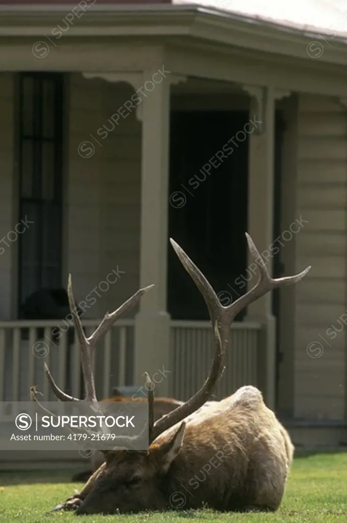 Elk Bull in Rut in Town (Cervus canadensis) WY