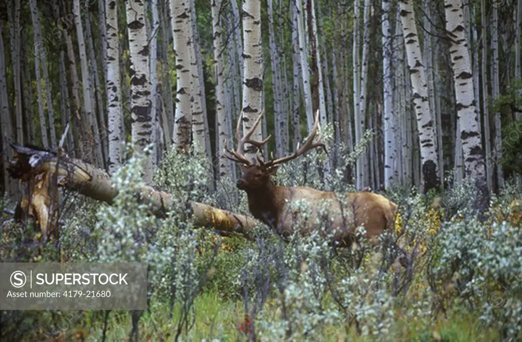 Bull Elk, Jasper NP, Alberta, Canada