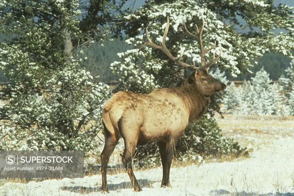 1 pt Royal Bull Elk in Rutting Season - USA