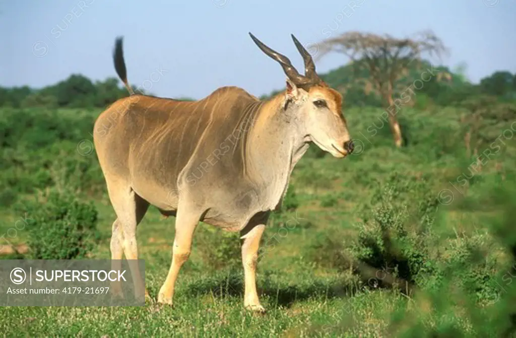 Eland, world's largest Antelope (Taurotragus oryx) Samburu GR, Kenya