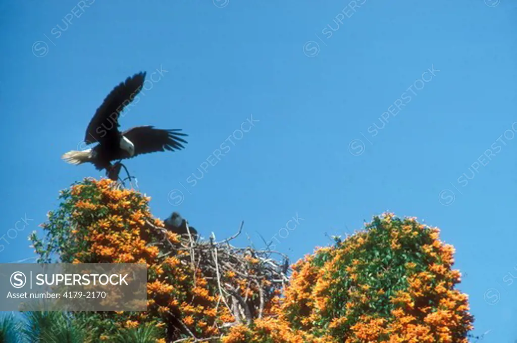 Bald Eagle w est (Haliaeetus leucocephalus) FL