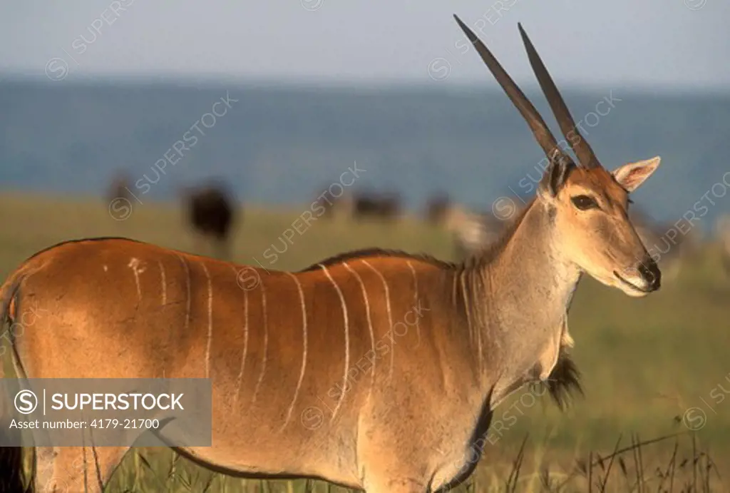 Eland (Taurotragus oryx) Mara, Kenya