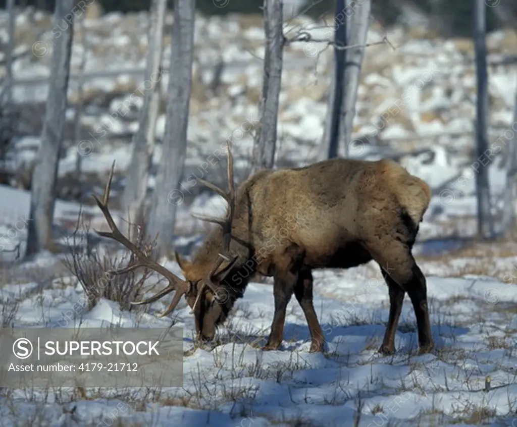 Rocky Mountain Elk (Cervus canadensis nelsoni) grazing in snow, winter, March, Rocky Mountain NP, Colorada, USA