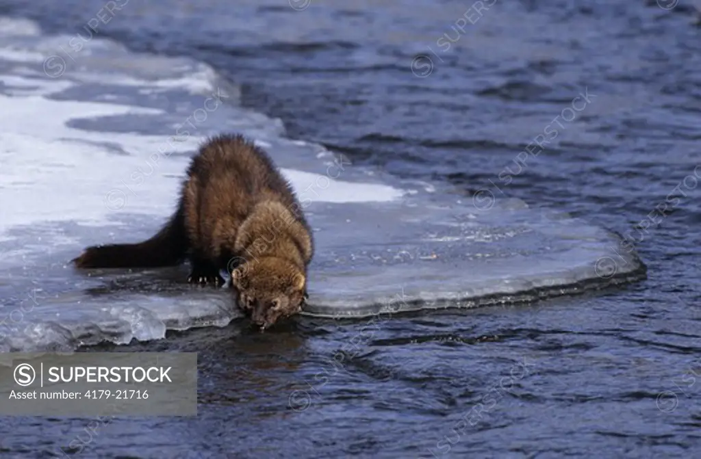 Fisher Drinking from River (Martes pennanti) Montana