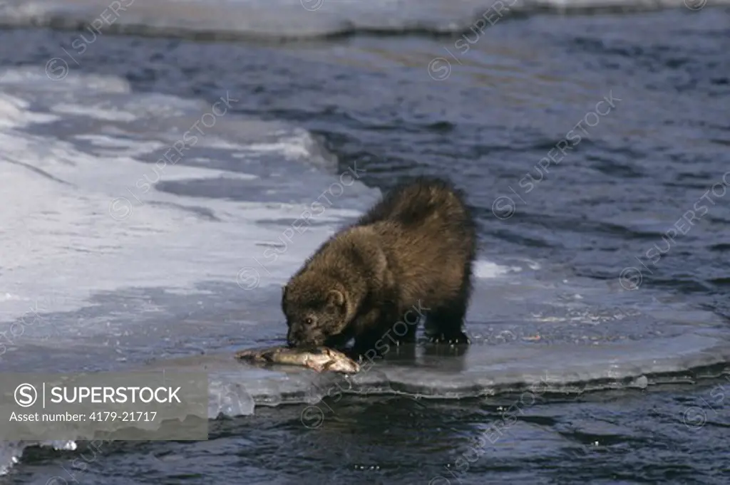 Fisher eating fish (Martes pennanti) MT