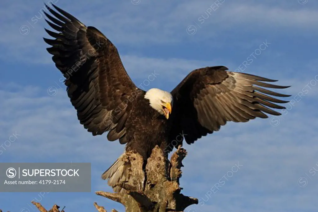 Bald Eagle calling on Kenai Peninsula, Alaska