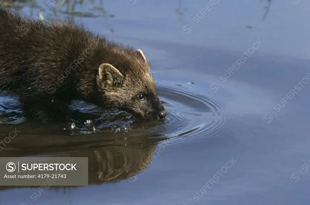 Fisher drinking from Pond (Martes pennanti), Pine Co., MN, IC