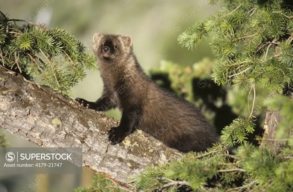 Young Fisher in Tree (Martes pennanti), Montana