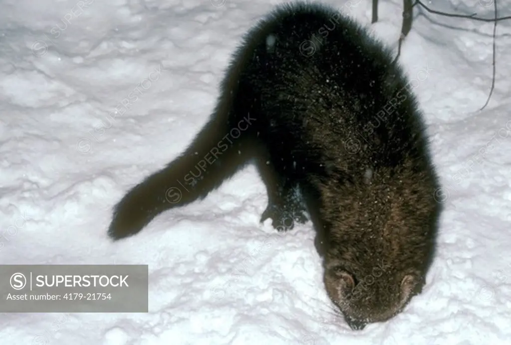Fisher, Martes pennanti, digging through snow, Vermont