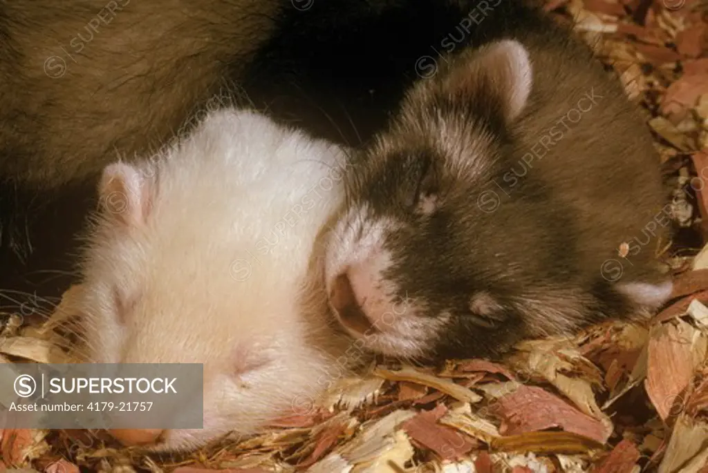 Sleepy Ferrets - Pets