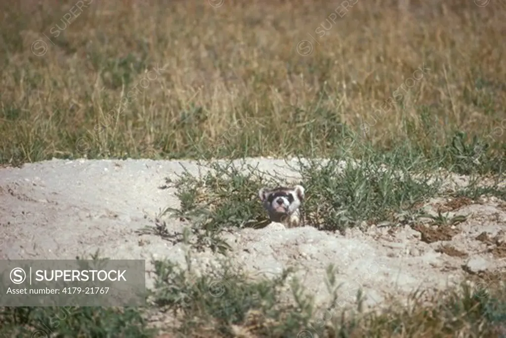 Black Footed Ferret, SD