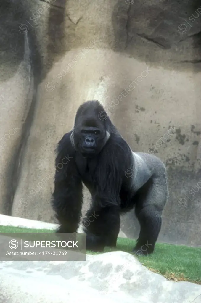 Lowland Gorilla - California (Gorilla gorilla gorilla) Wild Animal Park, San Diego