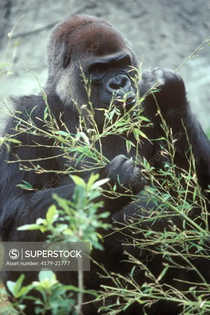 Western Lowland Gorilla (Gorilla g. gorilla) Female San Diego Zoo/CA