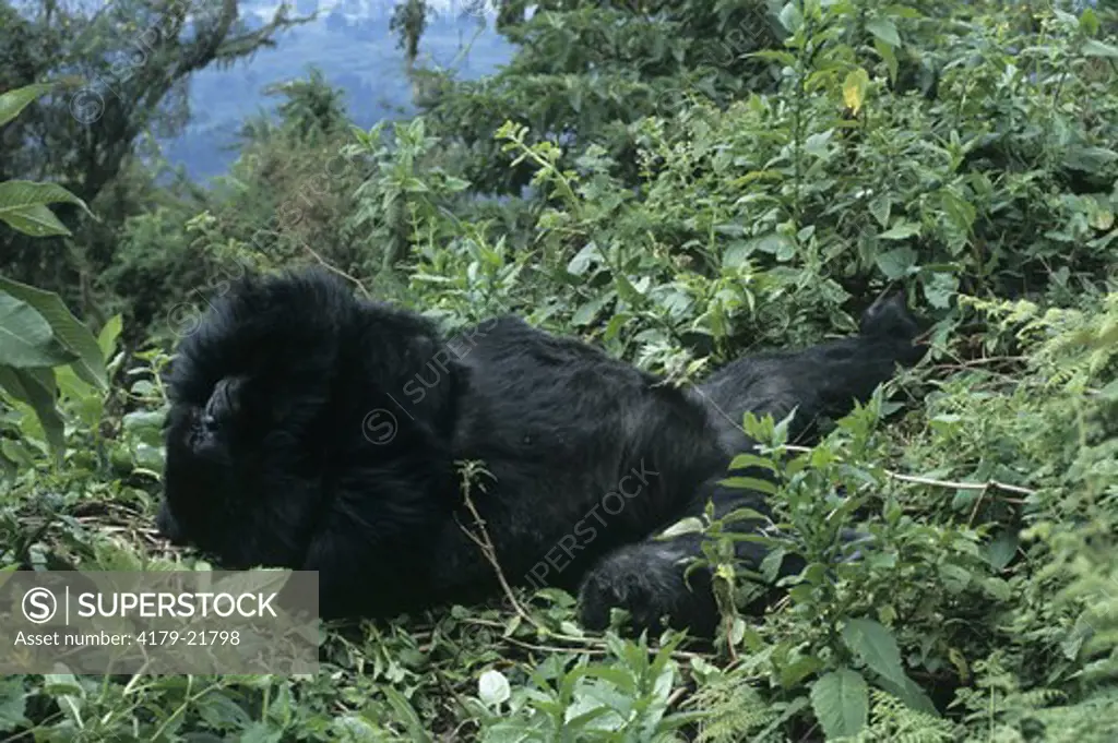 Reclining Mountain Gorilla (Gorilla g. beringei), Rwanda