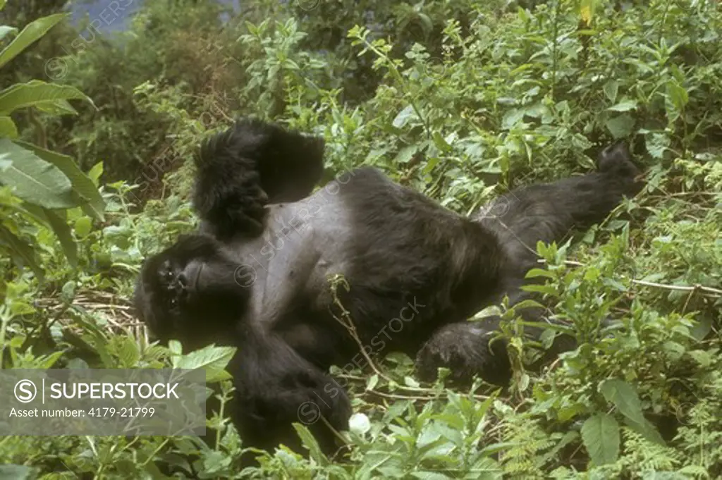 Reclining Mountain Gorilla (Gorilla g. beringei), Rwanda