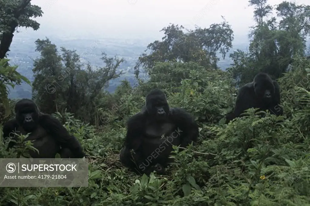 Mountain Gorilla Trio (Gorilla g. beringei), Rwanda