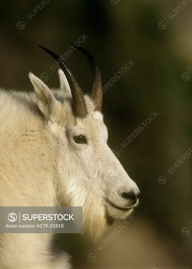 Mountain Goat (Oreamnos americanus) Logan Pass, Glacier NP, MT, Montana