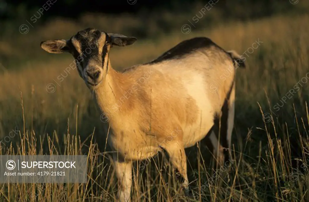 French Alpine Goat, July, Johnson Co., IO, Iowa