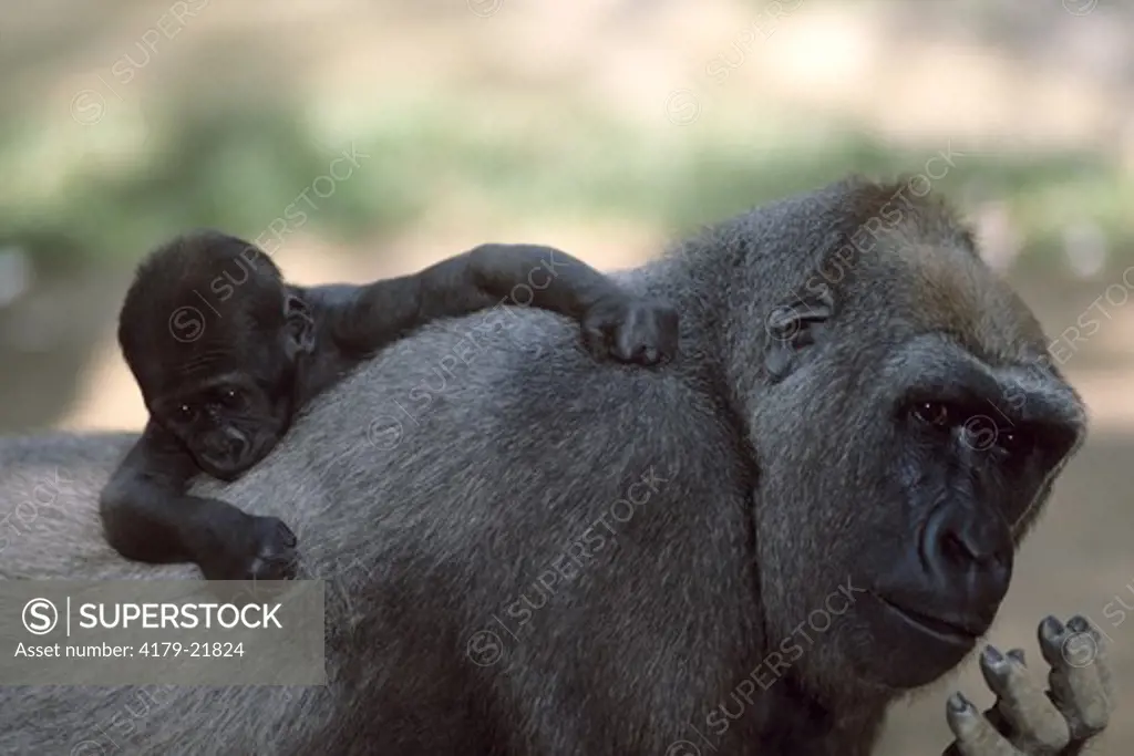 Lowland Gorilla with young, (Gorilla gorilla)