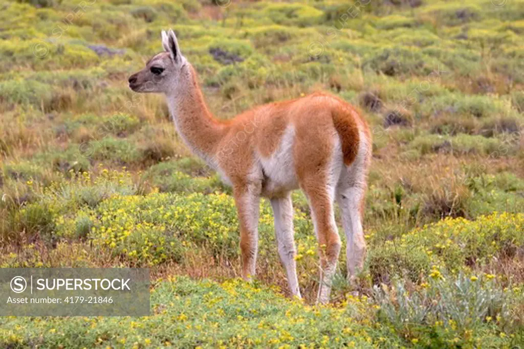 Guanaco (Lama guanicoe), Torres del Paine National Park, southern Chile