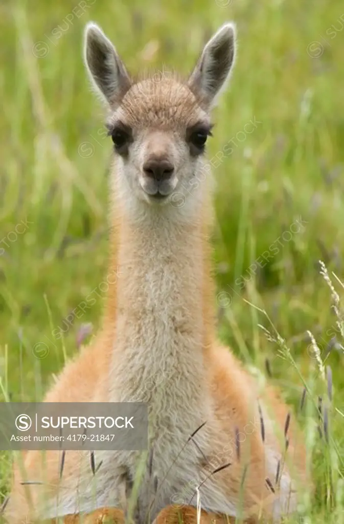 Guanaco (Lama guanicoe), Torres del Paine National Park, southern Chile