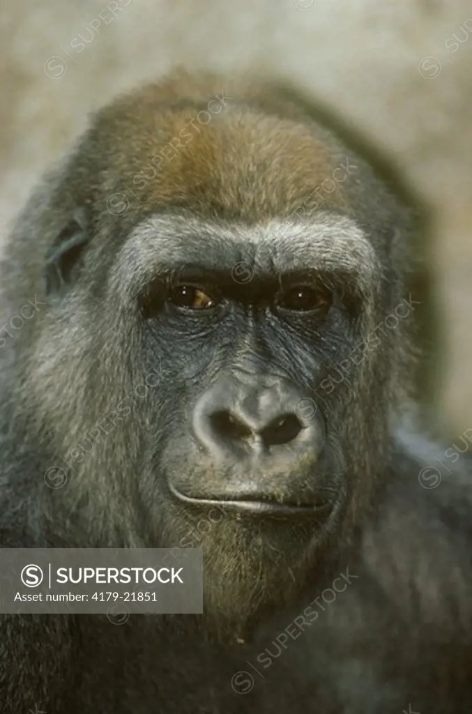 Lowland Gorilla (Gorilla gorilla) Africa