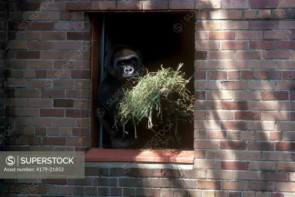 Gorilla w/Feed Bronx Zoo