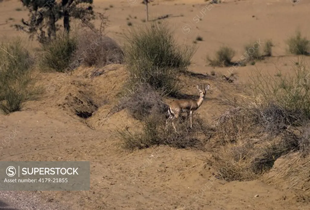 Chinkara Gazelle (Gazella Bennettii) Thar Desert