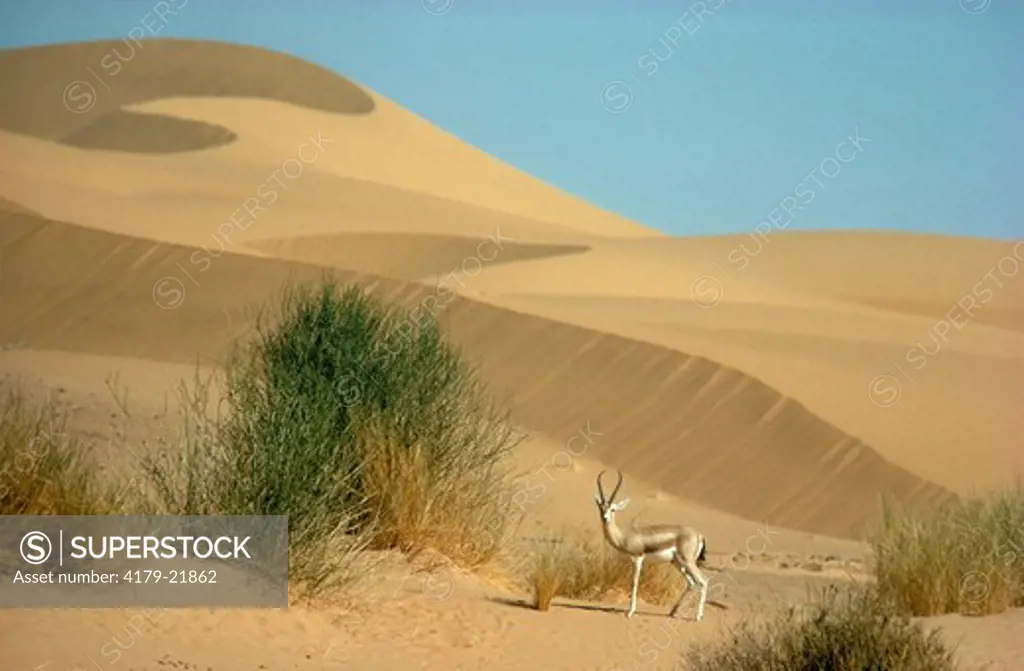 Dorcas Gazelle great male (Gazella dorcas) on sand dunes - Sahara Niger Air