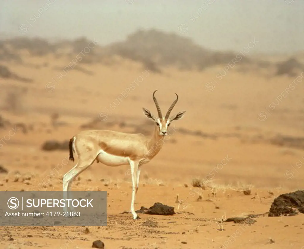 Dorcas Gazelle great male (Gazella dorcas) thick horns Sahara Niger Tenere