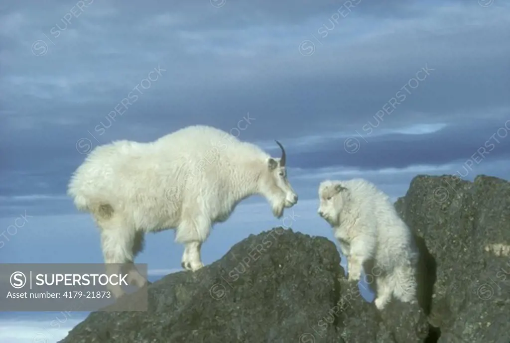 Mountain Goat, Nanny & Kid (Oreamnos americanus) Olympic National Park/WA