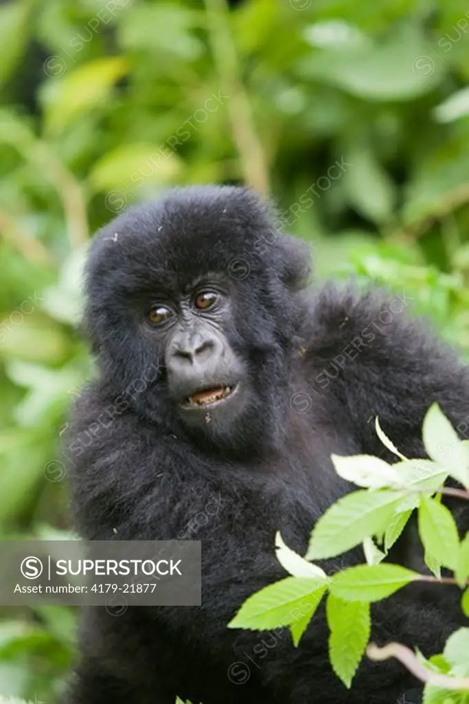 Mountain Gorilla (Gorilla gorilla beringei), Endangered, Volcanoes National Park, Ruhengeri, Virunga Mountains, Rwanda