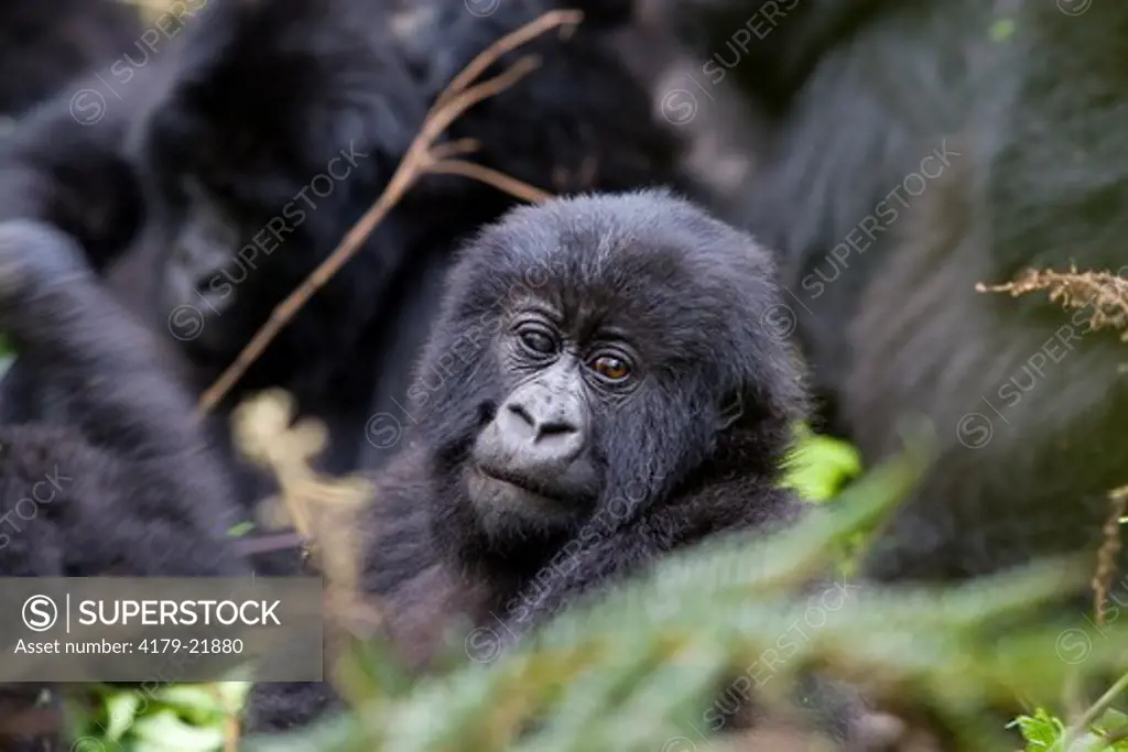 Mountain Gorilla (Gorilla beringei beringei), Endangered, Volcanoes National Park, Ruhengeri, Virunga Mountains, Rwanda