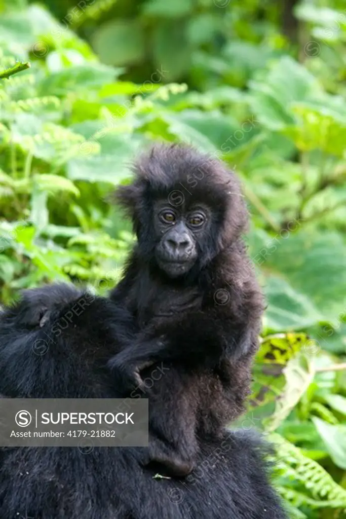 Mountain Gorilla (Gorilla beringei beringei), Endangered Volcanoes National Park Ruhengeri Virunga Mountains Rwanda