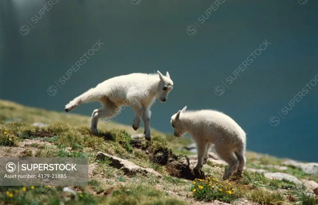 Two Mountain Goat Kids Playing - Utah (Oreamnos americanus)