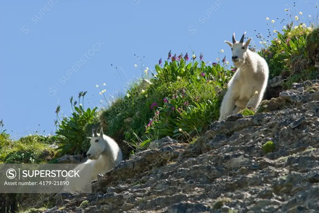 Mountain Goats (Oreamnos Americanus) on rocky ledge with wildflowers,  Mount Timpanogas Wilderness, Uinta-Wasatch-Cache National Forest near Provo, Utah
